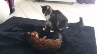 Fight Bengal cat vs maine coon by kesyOwned 279,811 views 9 years ago 49 seconds