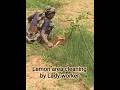 Lemon area cleaning by Lady Worker #hoi #farming #ytshorts #nature #garden #organic #song #trending
