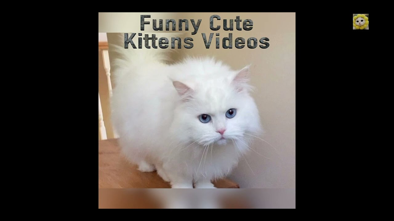 Funny Kittens Videos #funnyvideos #cats