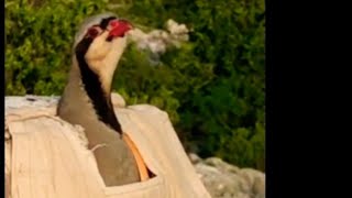 DİŞİ (MERİ) KEKLİK SESİ // أنثى الحجل Bal_71_ female partridge pernice femmina perdiz hembra Rebhuhn