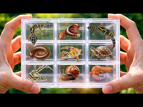 I Caught Millipedes,Geckos, Snails & Turtles in a Dried-Up Creek! #millipede #snail #gecko #insects