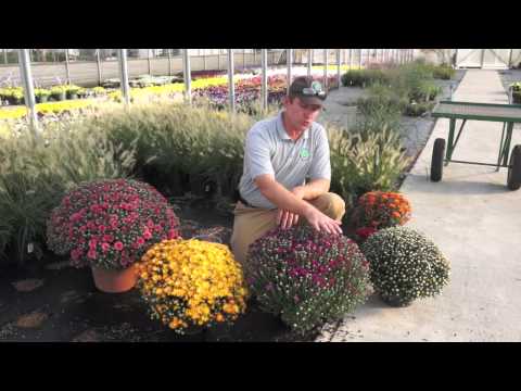 Video: Chrysanthemum Jungfru Och Chrysanthemum Sent