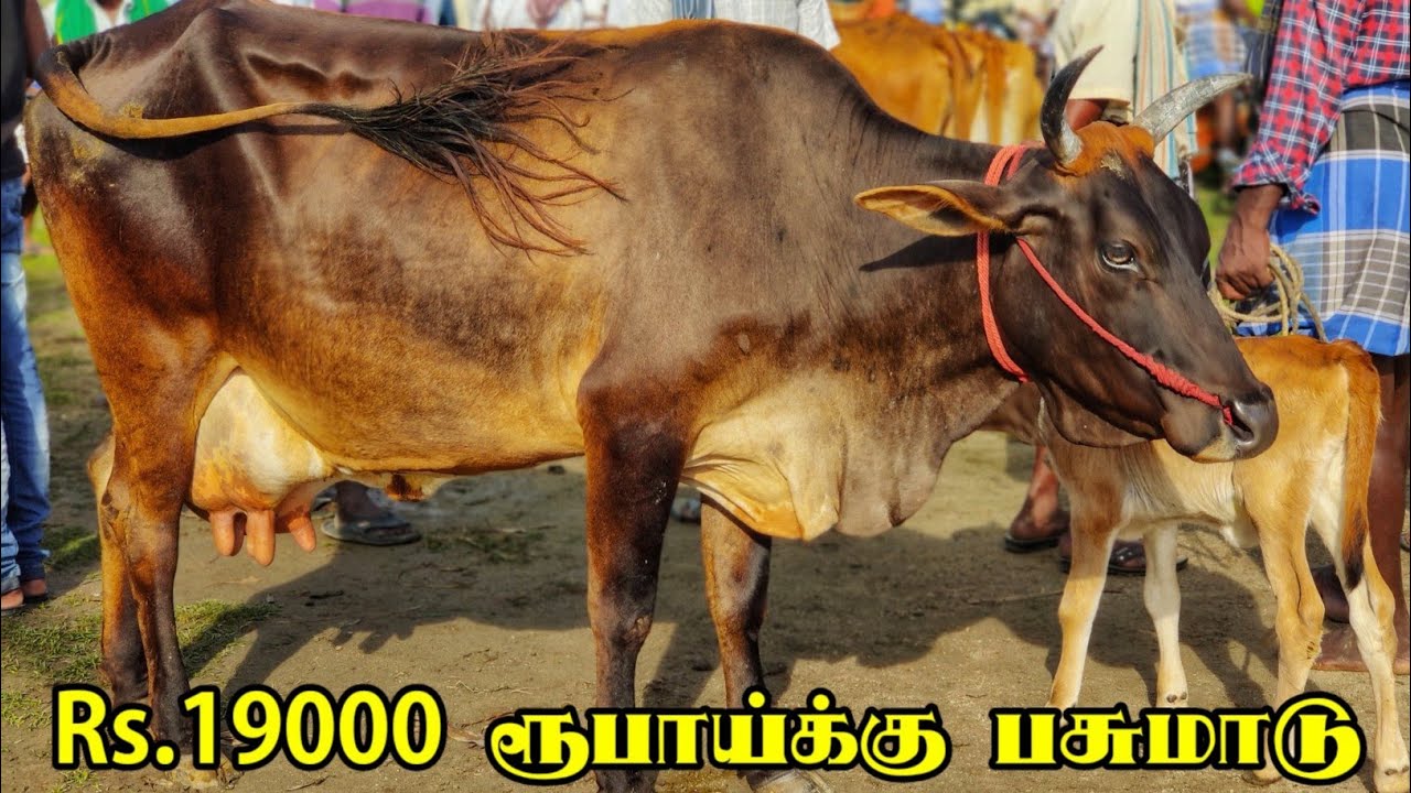 cow market kandachipuram | கண்டாச்சிபுரம் மாட்டு சந்தை | Maattu sandhai