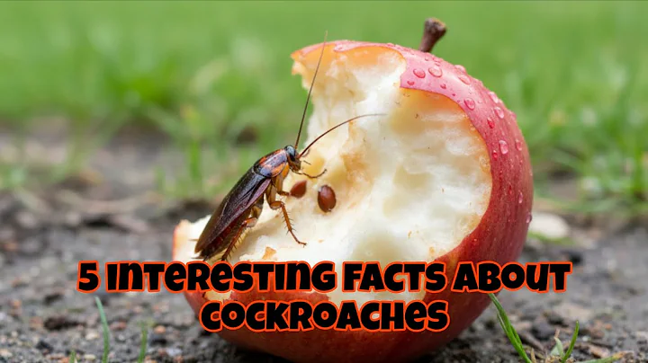5 Interesting Facts About Cockroaches | Animals Videos