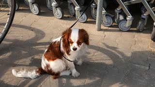 Are Cavalier King Charles Spaniels good at scent work?