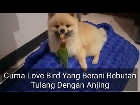 Love Bird Merebut Tulang Makanan Anjing