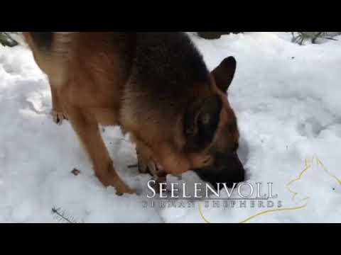 Big German Shepherd pack running wild through the forest