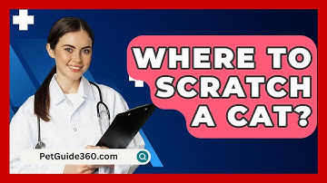 Where To Scratch A Cat? - PetGuide360.com
