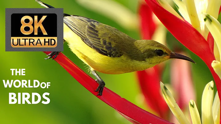 Singing nightingale. The best bird song.  Relaxing root