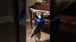What A Surprise To Meet Tucker, Play His Piano Aroo! 🎶🎹  #Shorts #Buddymercury #Dog
