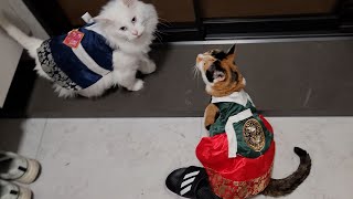 할머니~ 저희왔어요! (Happy Seolnal)