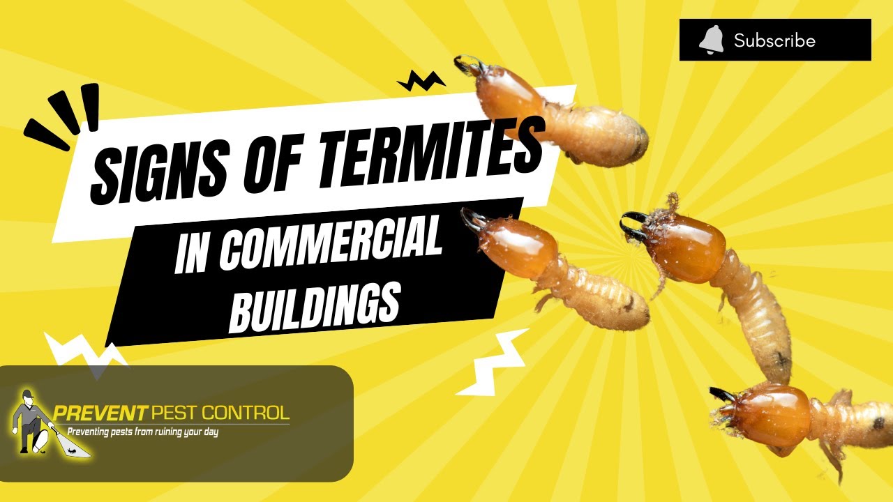 Signs of a Termite Infestation in Commercial Buildings