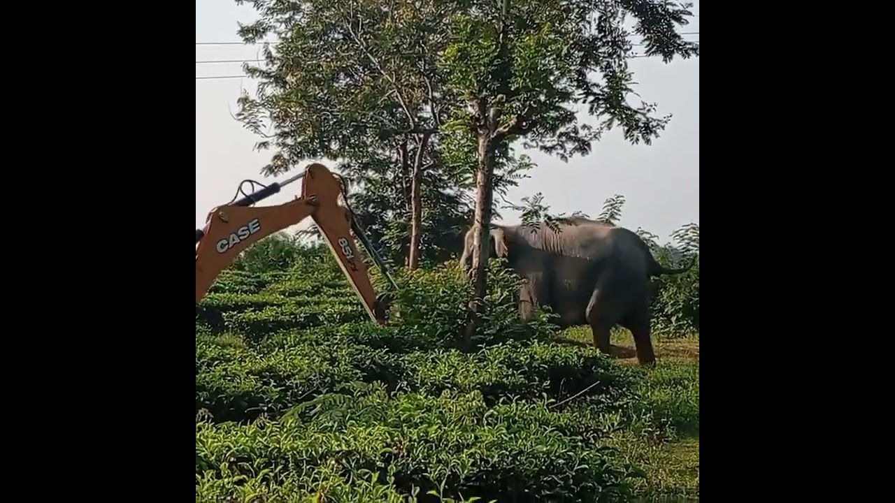 Elephant lifts JCB with its Trunk #Faujijobsalert #JCBvsElephant, #ElephantRescue, #WildlifeRescue
