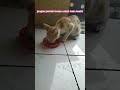 Street feeding di halaman #cat #streetfeedingkucing #kucing #anakkucing #shorts