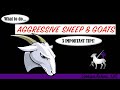 Aggressive Sheep and Goats!   3 Tips You Need to Know About!