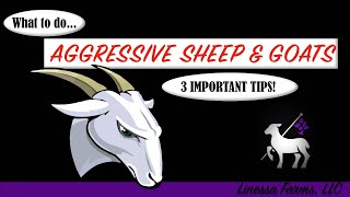 Aggressive Sheep and Goats!   3 Tips You Need to Know About!