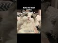 Funny Reels #beauty #memes #relatable #aesthetic #trending #viral #catmemes #funny #tweetreels #cat