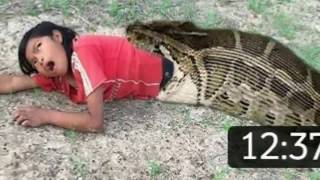 Anaconda swallows pig | Anaconda gets dissected by LionHub 1,339 views 4 years ago 2 minutes, 43 seconds