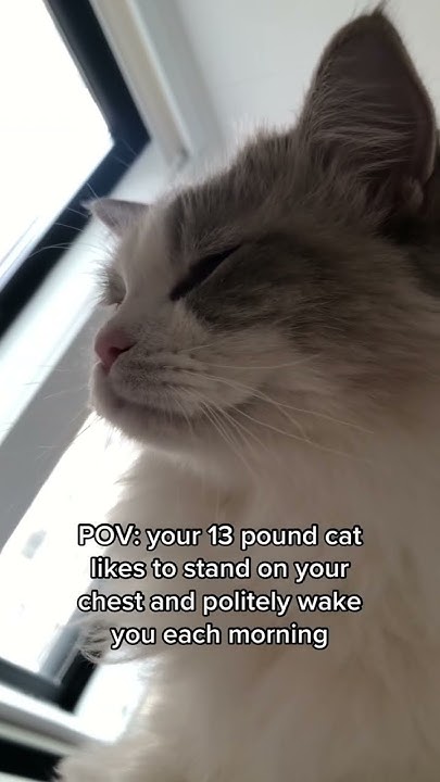 the-most-effective-alarm-clock-ragdolls-cat-shorts-meow-youtube