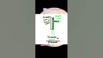 Algae Cells Under Microscope (Blue Green Algae/Cyanobacteria) #biology