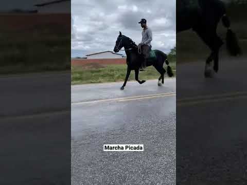 Mangalarga Marchador Marcha