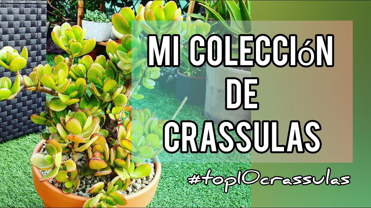 OS ENSEÑO 10 DE MIS CRASSULAS/TOP 10 CRASSULAS/JARDÍN SUCULENTO/ #top10crassulas