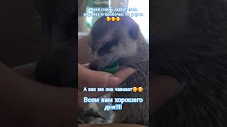 Ну очень мило чавкает🥰