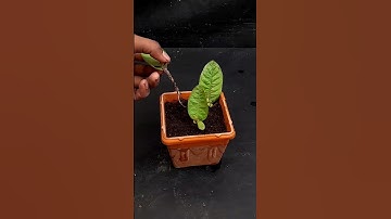 How To Grow Guava Trees From Leaves Using Onion As Rooting Hormone #gardening #lemontree #fruittree