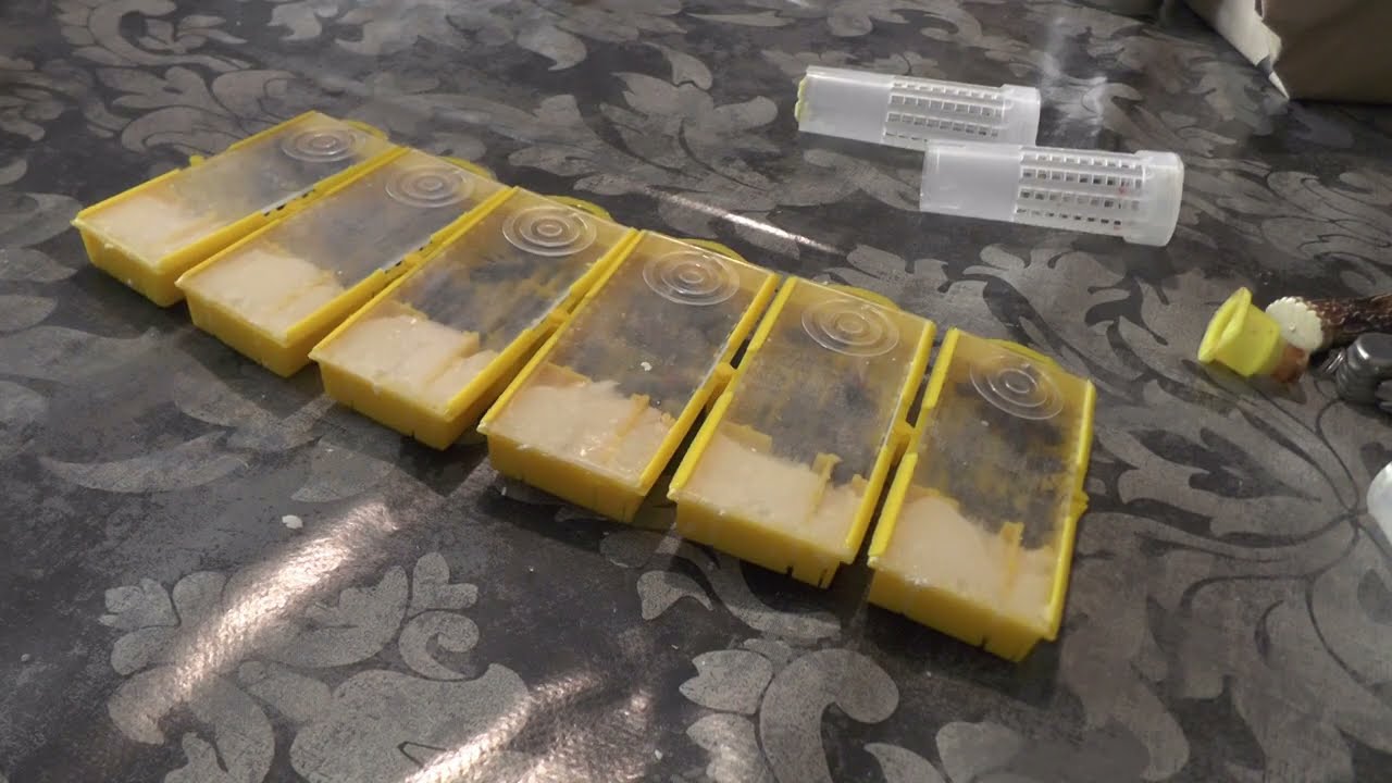 Unbegattete Bienenkönigin versenden