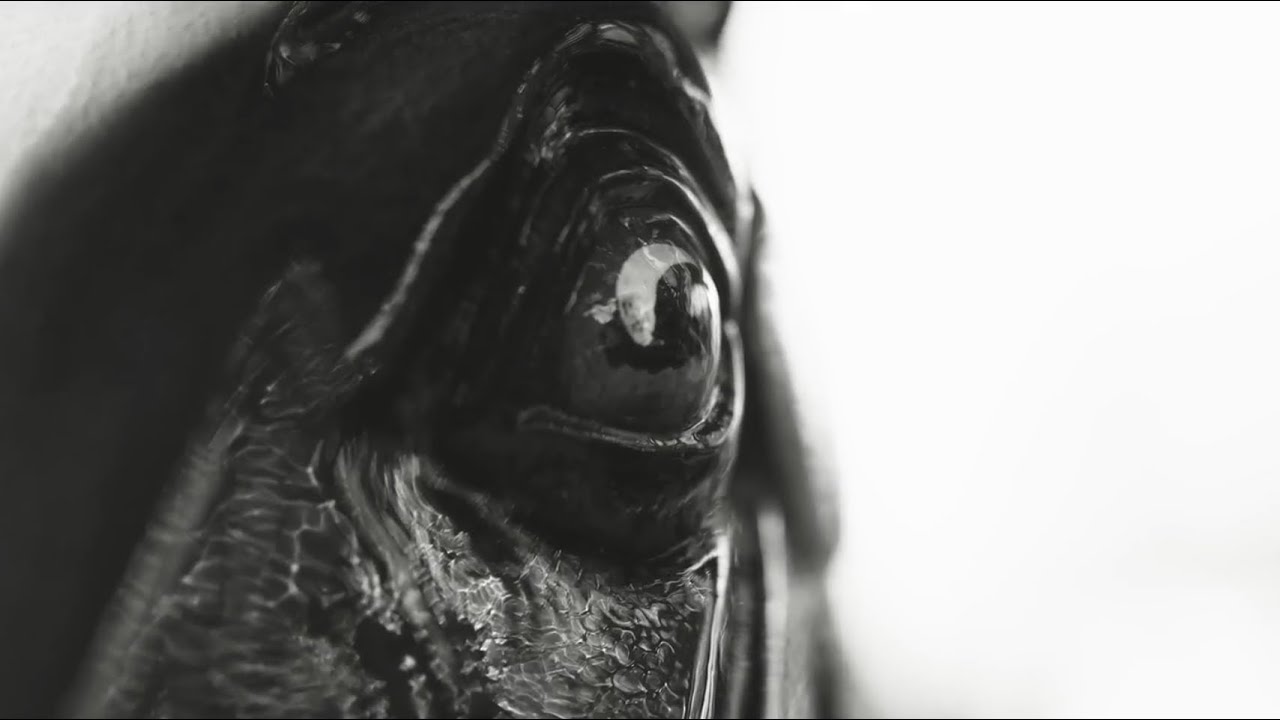 deepfield - Carousel (Official Video)