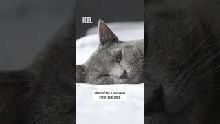 RTL fête la journée internationale du chat