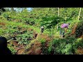Pemeliharaan kebun pepaya dan jeruk