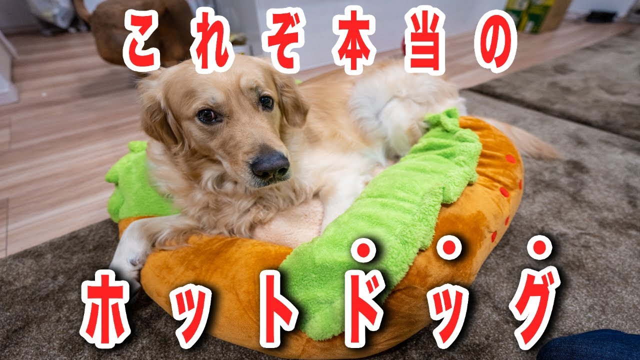 [ゴールデンレトリバーの日常]ホットドッグ始めました。-This is a real hotDOG!-