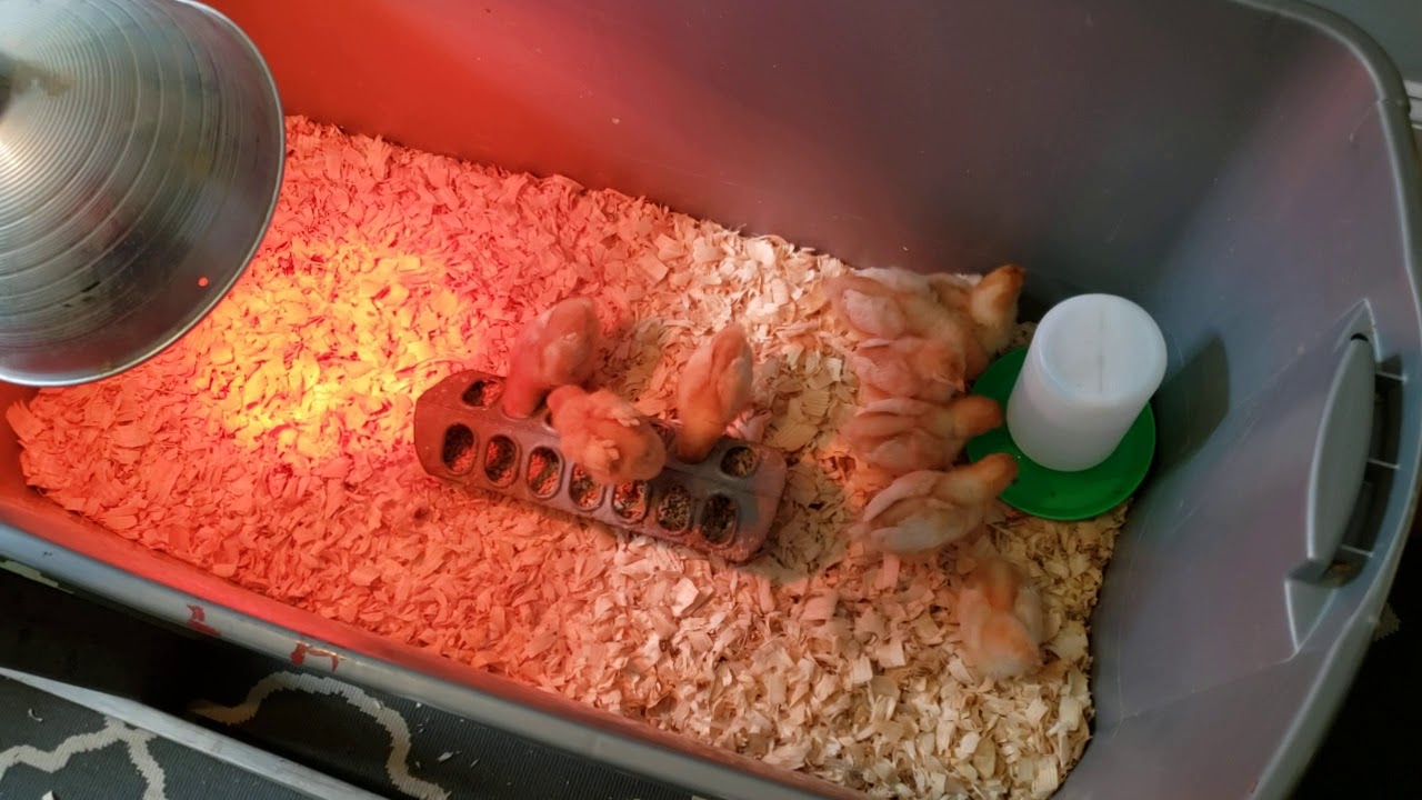 How to Start Raising Chickens YouTube