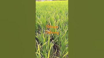 Nitrogen Deficiency Rice field