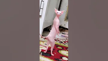 قط مخيف 