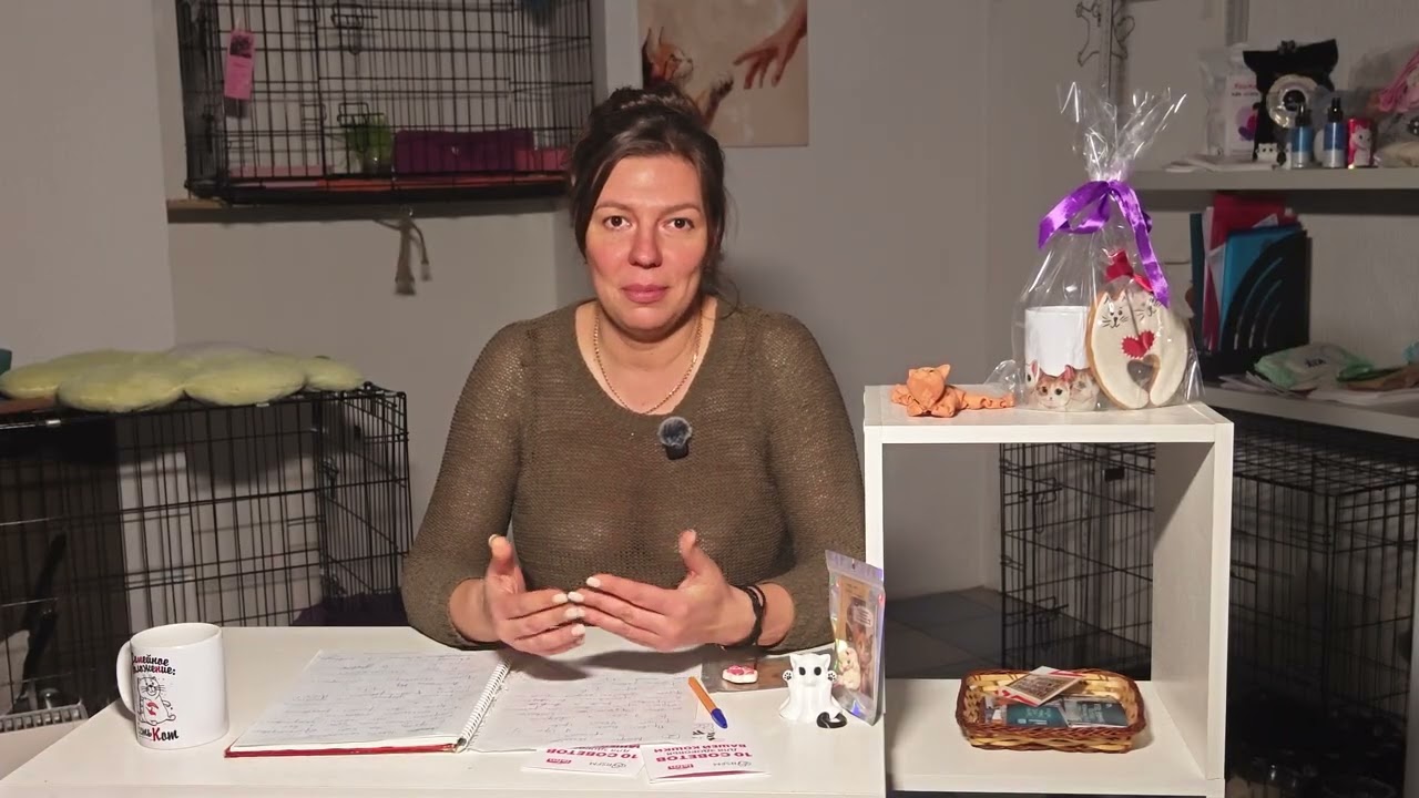 Часть 2. Продолжение следует 😅#cat #котик #кот #love #животные #жизнь #котики #котик #котики 