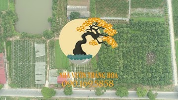 Trực Tiếp Quất Tết, Bưởi Tết Tại Văn Giang, Hưng Yên 2021 || Vườn đẹp nhất