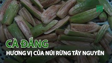 Khám phá hương vị Cà đắng của núi rừng Tây Nguyên| VTC14