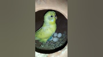 budgie_bird#shorts#bird#budgie#budgiebird#lovebird#finchbird#javabird#rajibsarkar#myhome#farming