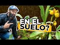 Como Sembrar Orquídeas en el Suelo en Camas| Finca Dracula, Chiriquí, Panamá