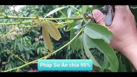 Pháp Sư Nào Chuyển Lộc Vải Thiều Lục Ngạn Thành Hoa Giúp l Núi Đồi Lục Ngạn