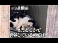 また姿を現さない猫【地域猫】