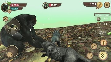 Wild Panther Sim 3D Android Gameplay #6