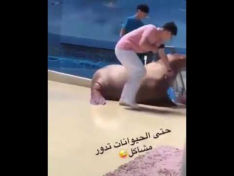 هي الدنيا جري فيها ايه حتي الحيوانات هههه