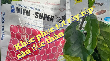 Cách trị dứt điểm rệp sáp, rầy rệp,sâu đục thân, tuyến trùng trên cây cà phê