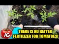 There is no better fertilizer for tomatoes bring it in when planting seedlings