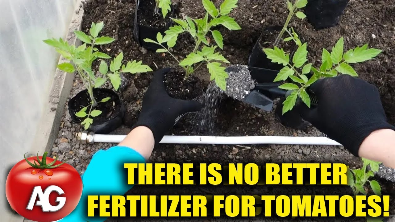 Never plant tomatoes without this. For large fruits and more tomatoes, follow this