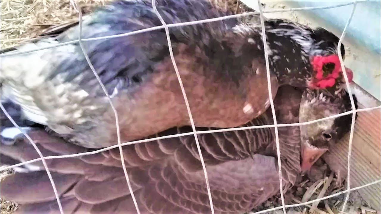 MEETING HYBRID CANADIAN GEESE & MUSCOVY DUCKS AFTER THE CREATE
