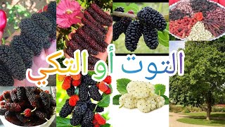 التوت أو التكي مثلما يسمى بالعراق Morus فاكهة مفيدة ولذيذة زراعتها بالحديقة المنزلية بكل سهوله